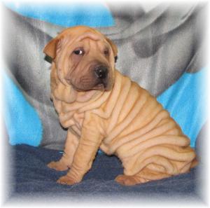 AKCChineseShar-peis